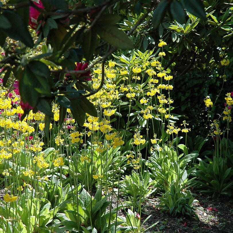 [D-0912] Pentewan, Cornwall, Großbritannien, The lost Gardens of Heligan