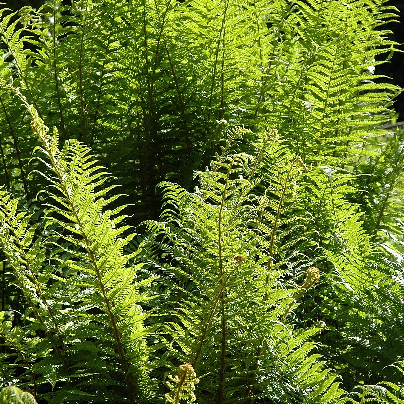 [D-0672] Galmpton, Greenway, Devon, Großbritannien