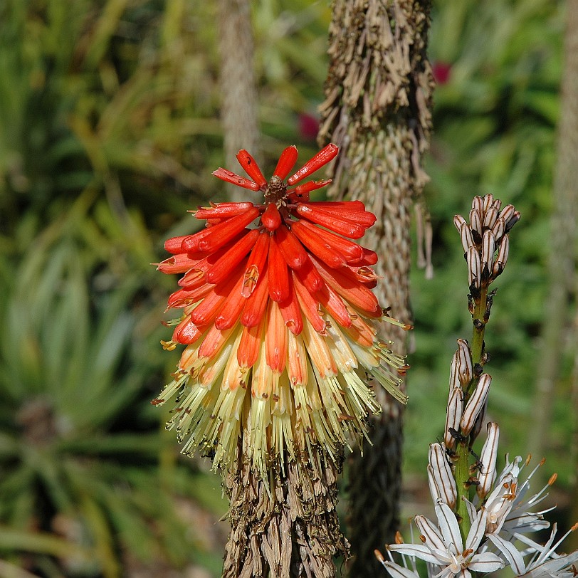 [D-0684] Galmpton, Greenway, Devon, Großbritannien
