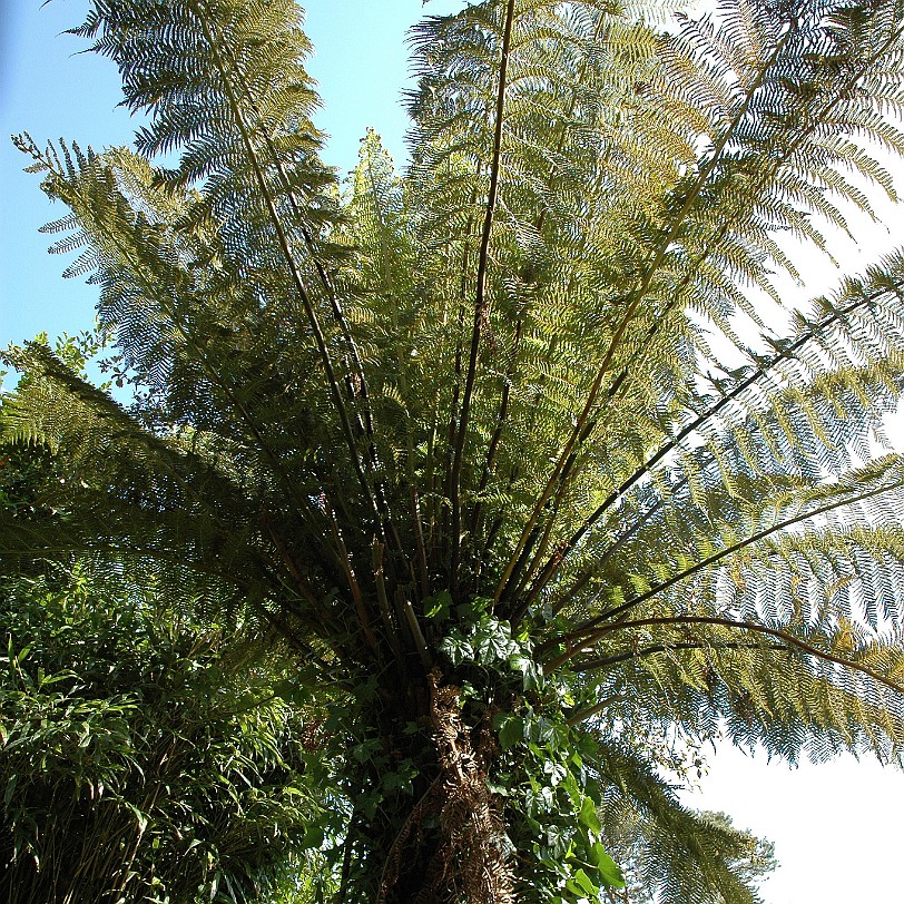 [D-0689] Galmpton, Greenway, Devon, Großbritannien