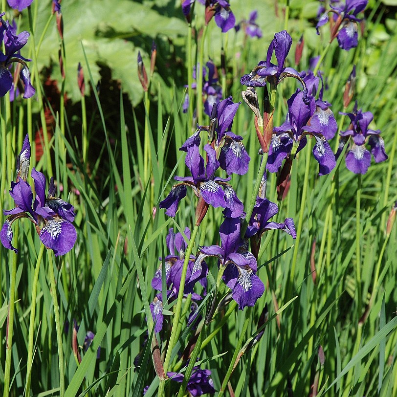 [D-0690] Galmpton, Greenway, Devon, Großbritannien