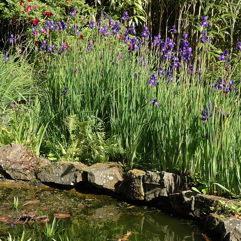 [D-0692] Galmpton, Greenway, Devon, Großbritannien