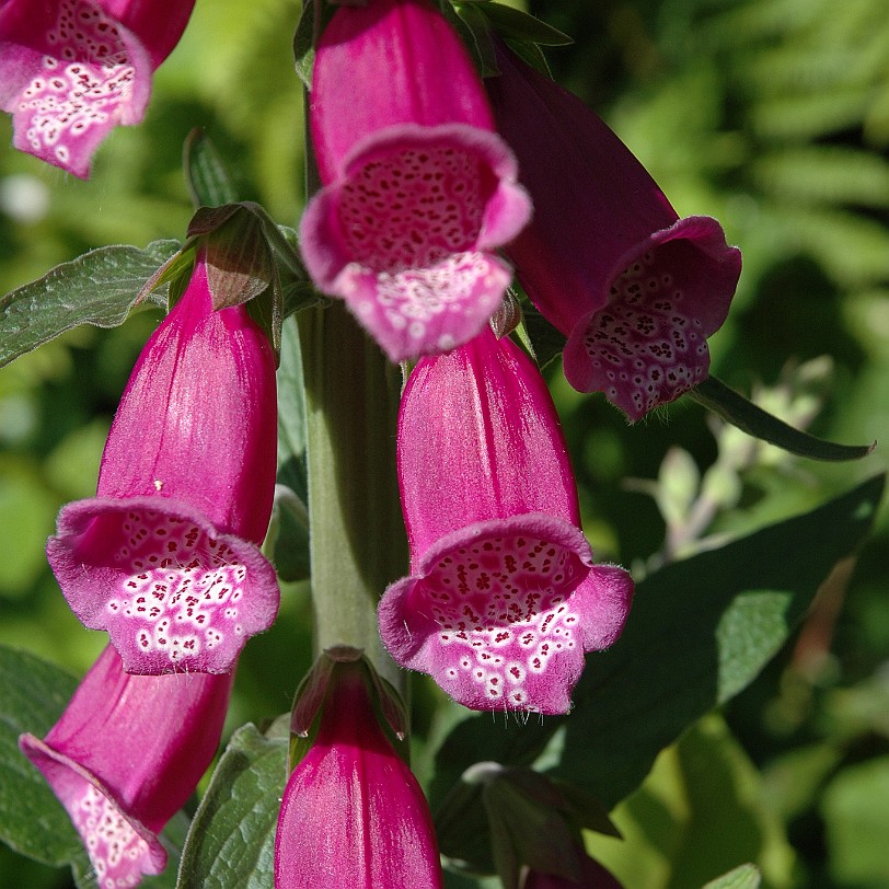 [D-0695] Galmpton, Greenway, Devon, Großbritannien