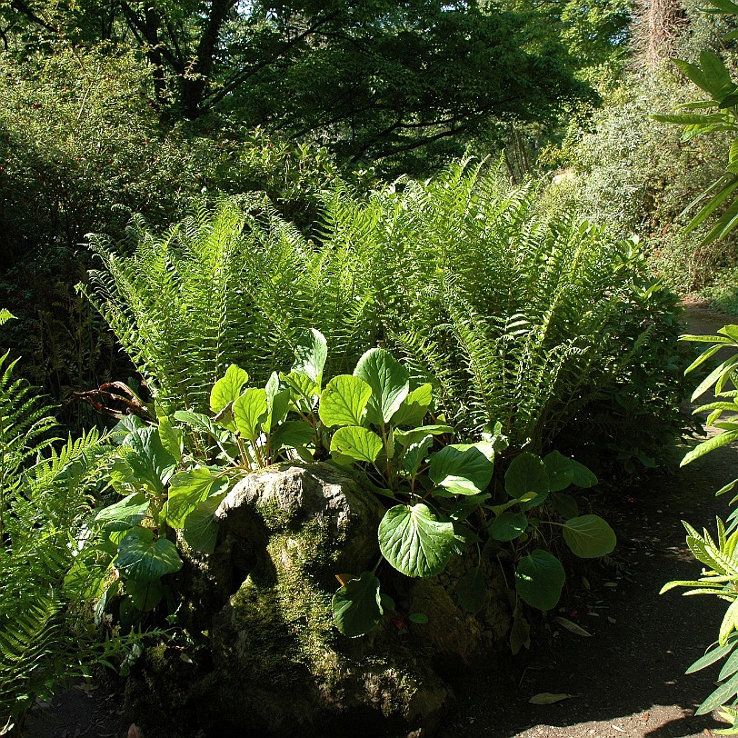 [D-0696] Galmpton, Greenway, Devon, Großbritannien