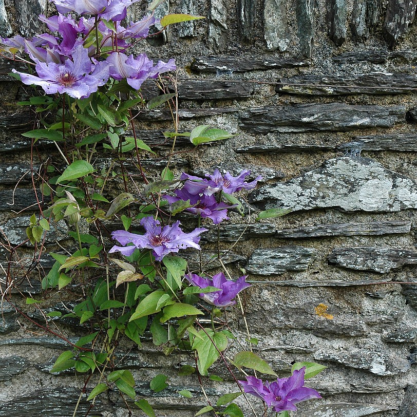 [D-0598] Kingswear, Coleton Fishacre, Devon, Großbritannien