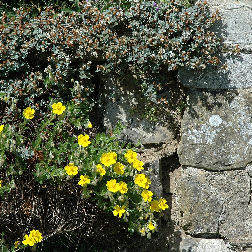 [D-0253] East Sussex, Bateman´s, Großbritannien, R. Kipling