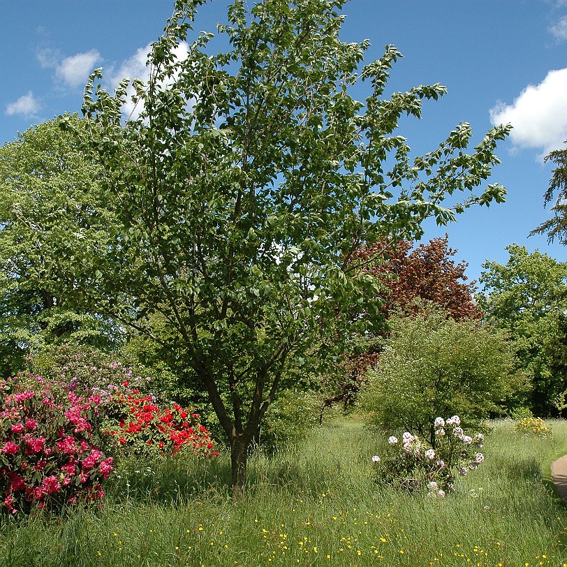 [D-0265] East Sussex, Bateman´s, Großbritannien, R. Kipling