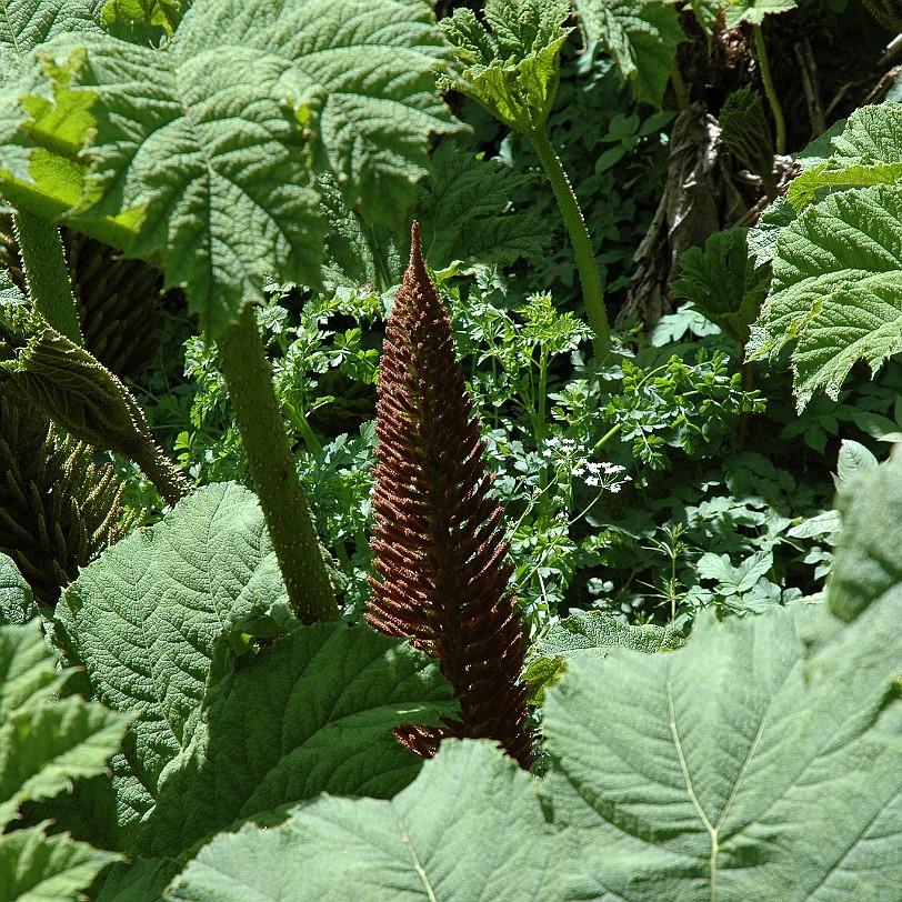 [D-0267] East Sussex, Bateman´s, Großbritannien, R. Kipling