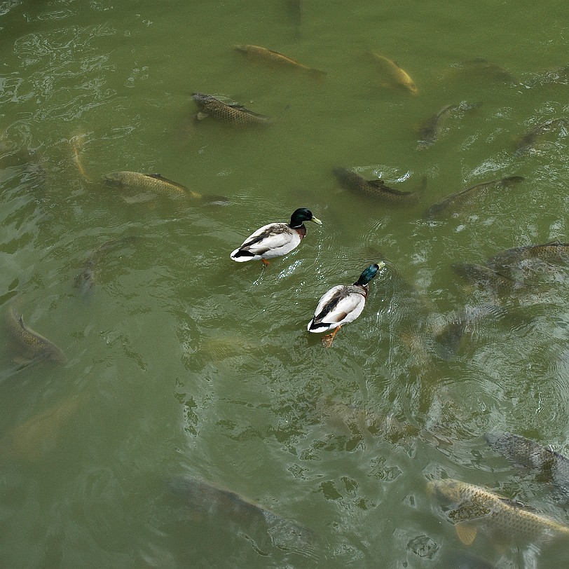 [D-0222] Bodium Castle, East Sussex, Großbritannien, Schloß Bodium
