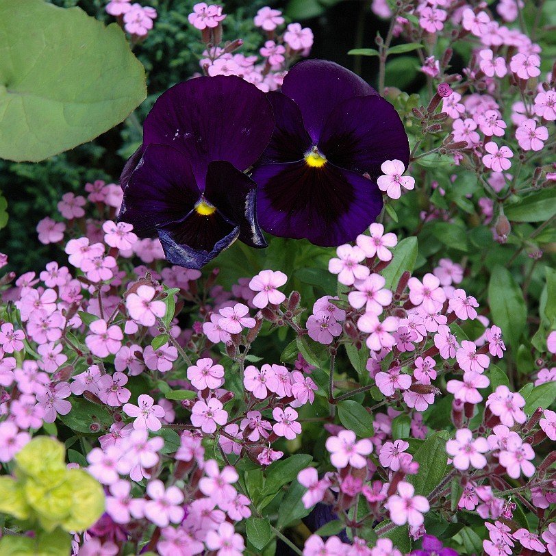 [D-0227] Bodium Castle, East Sussex, Großbritannien, Schloß Bodium