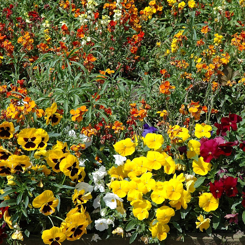 [D-0231] Bodium Castle, East Sussex, Großbritannien, Schloß Bodium