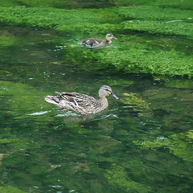 [D-1089] Bibury, Gloucestershiret, Großbritannien
