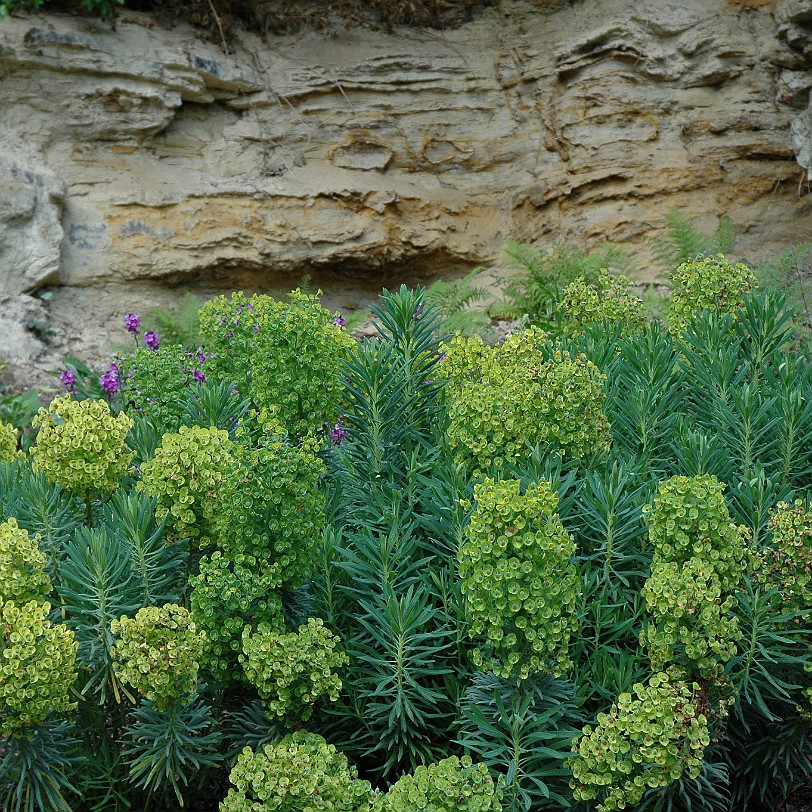 [D-0146] Grossbritannien, England, Kent, Scotney Schloß, Garten, Scotney Castle Garden