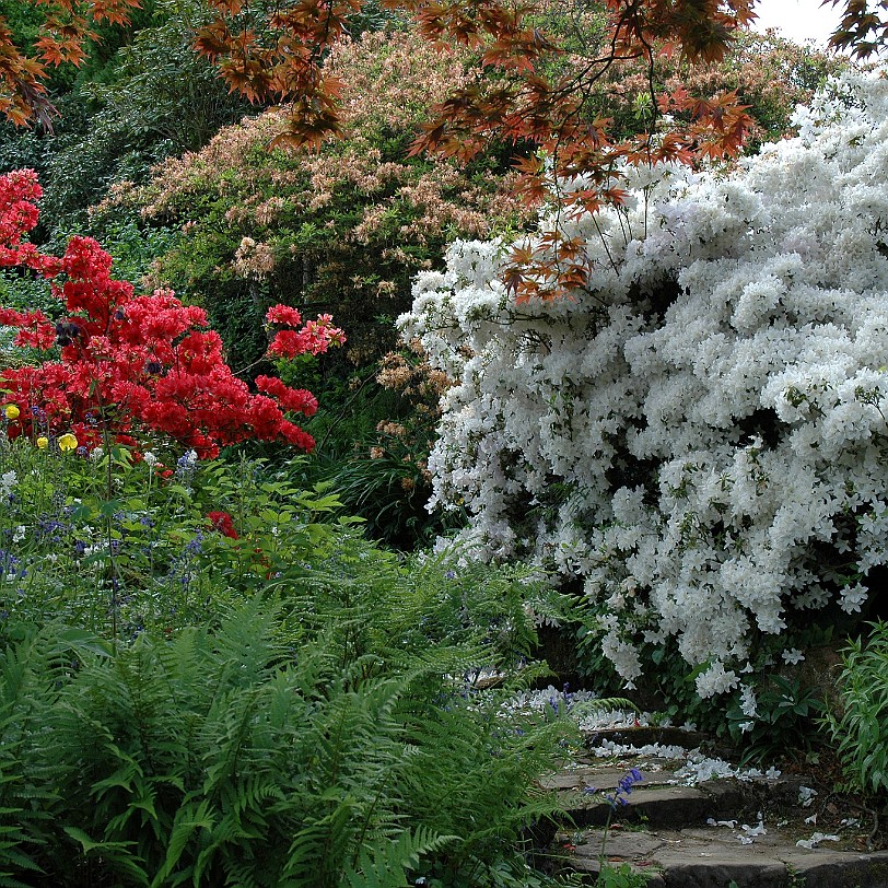 [D-0147] Grossbritannien, England, Kent, Scotney Schloß, Garten, Scotney Castle Garden