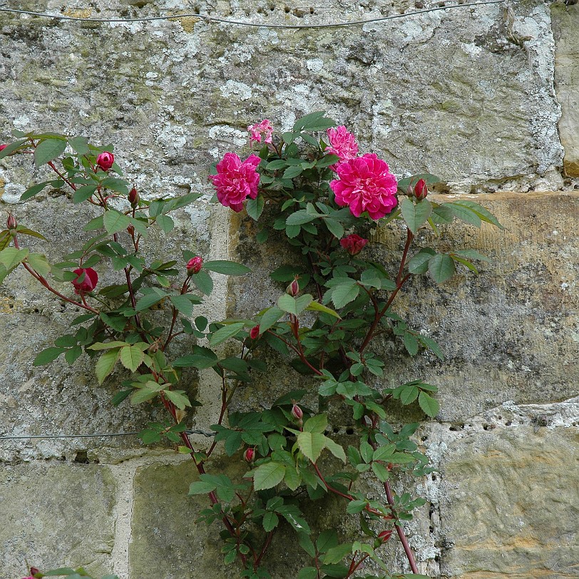 [D-0164] Grossbritannien, England, Kent, Scotney Schloß, Garten, Scotney Castle Garden