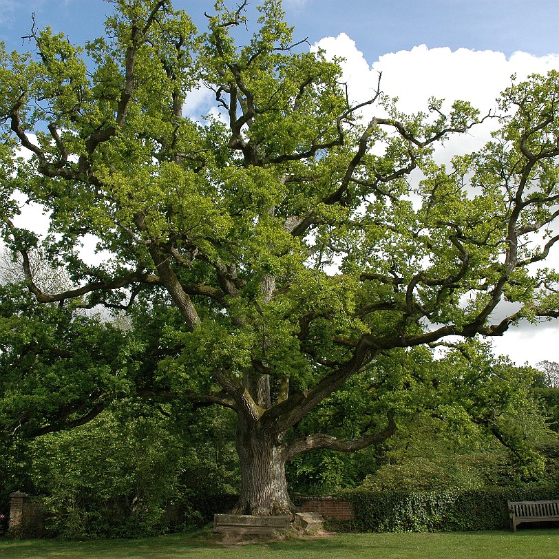 [D-0169] Grossbritannien, England, Kent, Scotney Schloß, Garten, Scotney Castle Garden