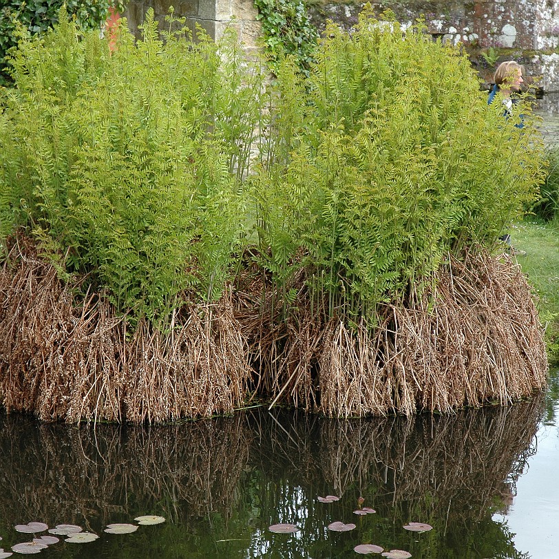 [D-0156] Grossbritannien, England, Kent, Scotney Schloß, Garten, Scotney Castle Garden