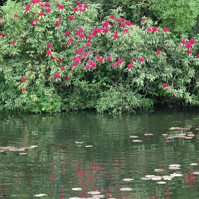 [D-0157] Grossbritannien, England, Kent, Scotney Schloß, Garten, Scotney Castle Garden