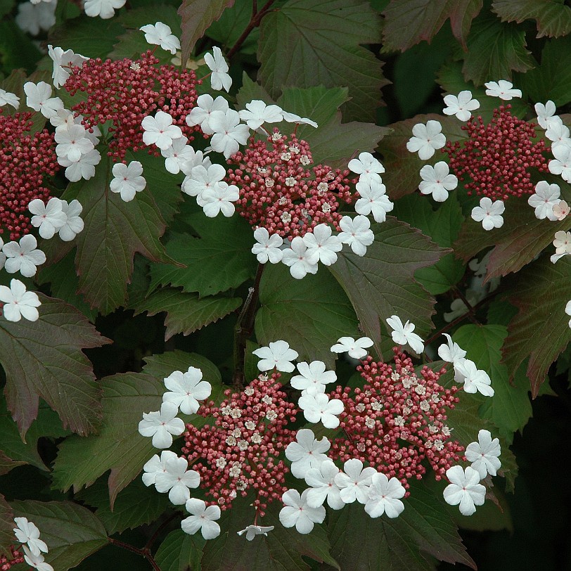 [D-0034] Grossbritannien, England, Kent, Sissinghurst Schloß, Garten, Sissinghurst Castle Garden