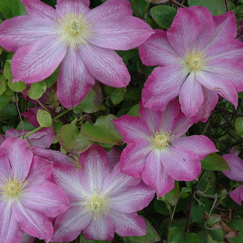[D-0039] Grossbritannien, England, Kent, Sissinghurst Schloß, Garten, Sissinghurst Castle Garden
