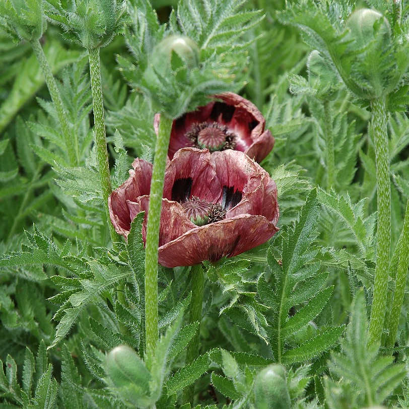 [D-0040] Grossbritannien, England, Kent, Sissinghurst Schloß, Garten, Sissinghurst Castle Garden