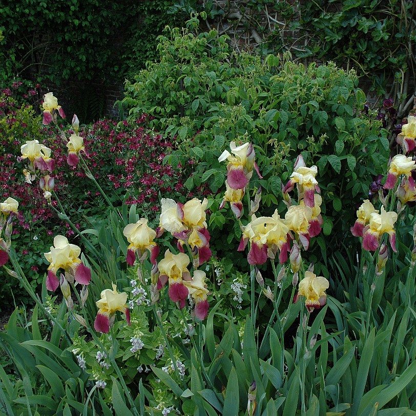 [D-0043] Grossbritannien, England, Kent, Sissinghurst Schloß, Garten, Sissinghurst Castle Garden