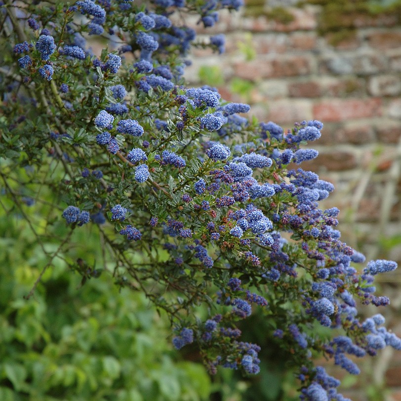 [D-0044] Grossbritannien, England, Kent, Sissinghurst Schloß, Garten, Sissinghurst Castle Garden