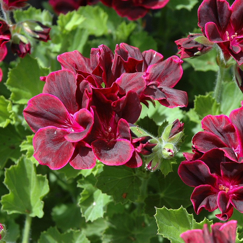 [D-0049] Grossbritannien, England, Kent, Sissinghurst Schloß, Garten,Sissinghurst Castle Garden