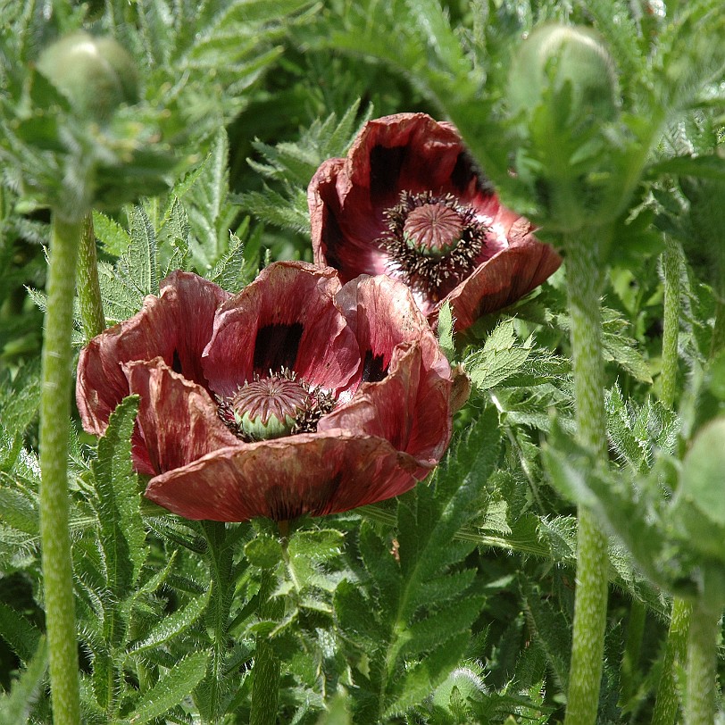 [D-0055] Grossbritannien, England, Kent, Sissinghurst Schloß, Garten, Sissinghurst Castle Garden
