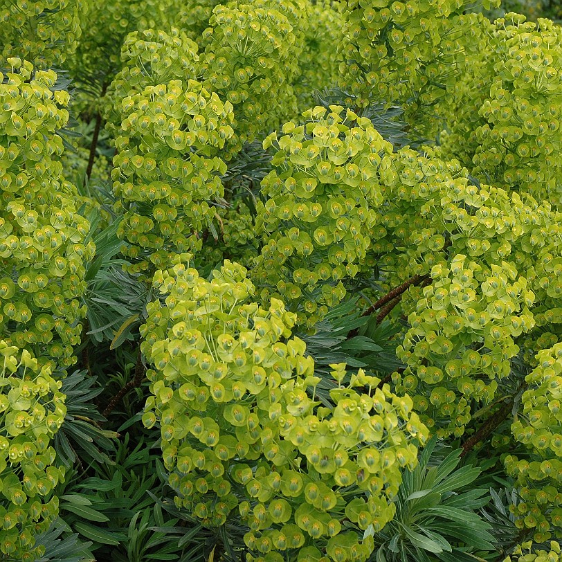 [D-0067] Grossbritannien, England, Kent, Sissinghurst Schloß, Garten, Sissinghurst Castle Garden