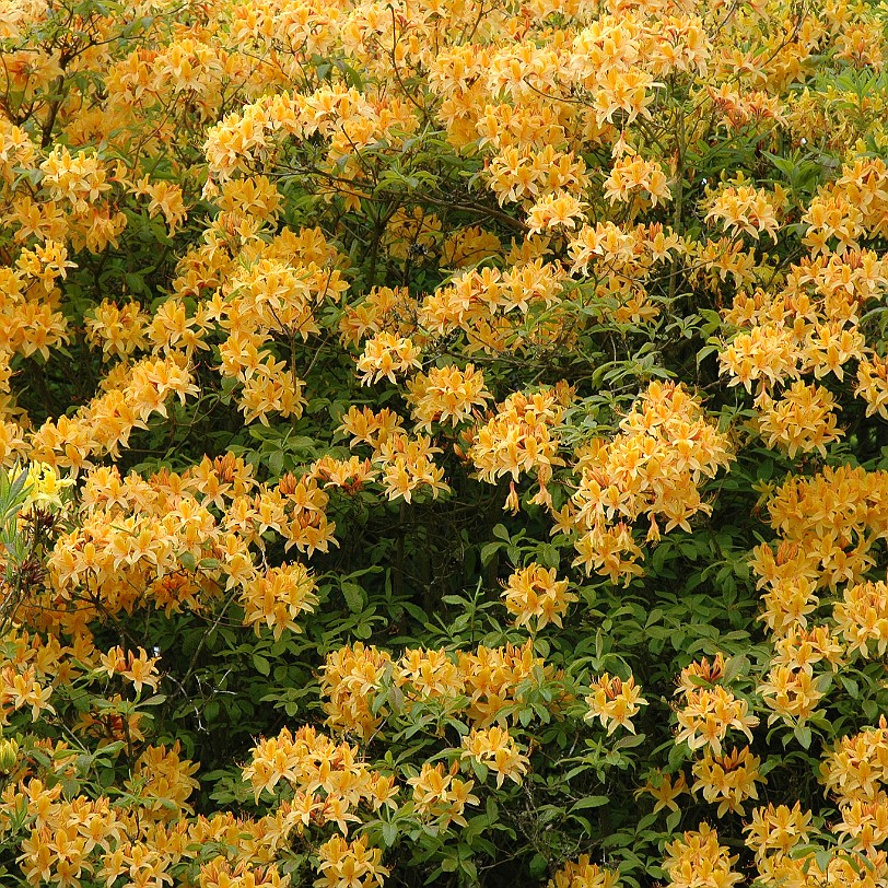 [D-0070] Grossbritannien, England, Kent, Sissinghurst Schloß, Garten, Sissinghurst Castle Garden
