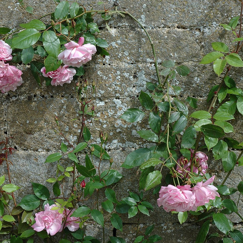 [D-0493] Tintinhull House Garden, Somerset, Großbritannien