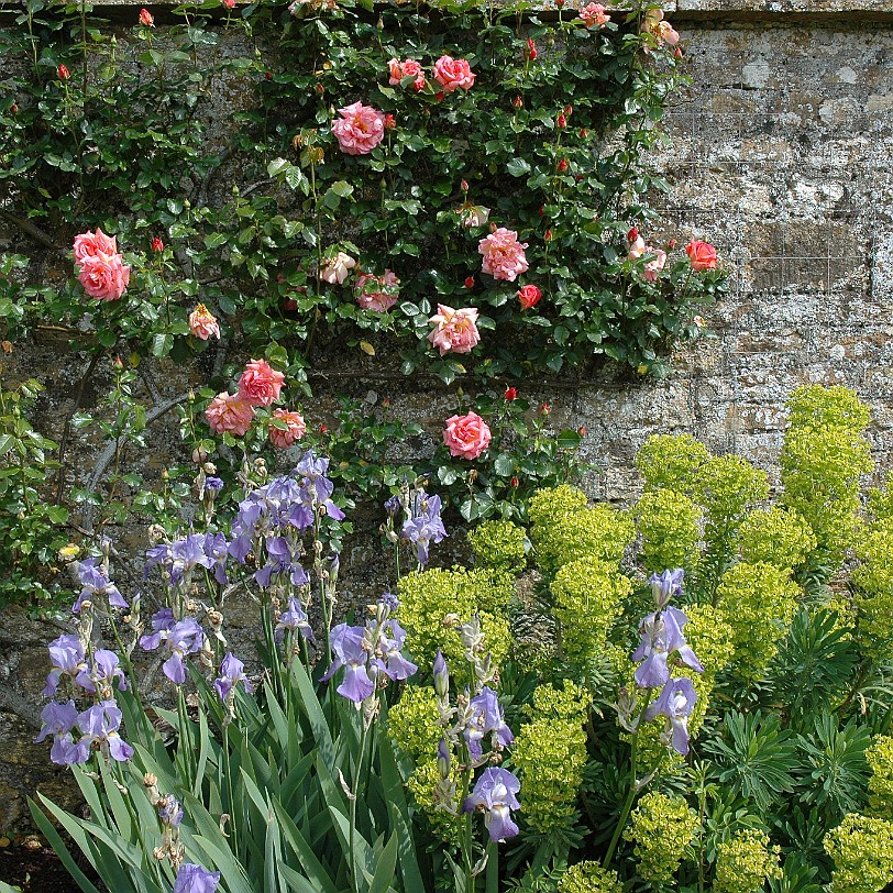 [D-0505] Tintinhull House Garden, Somerset, Großbritannien