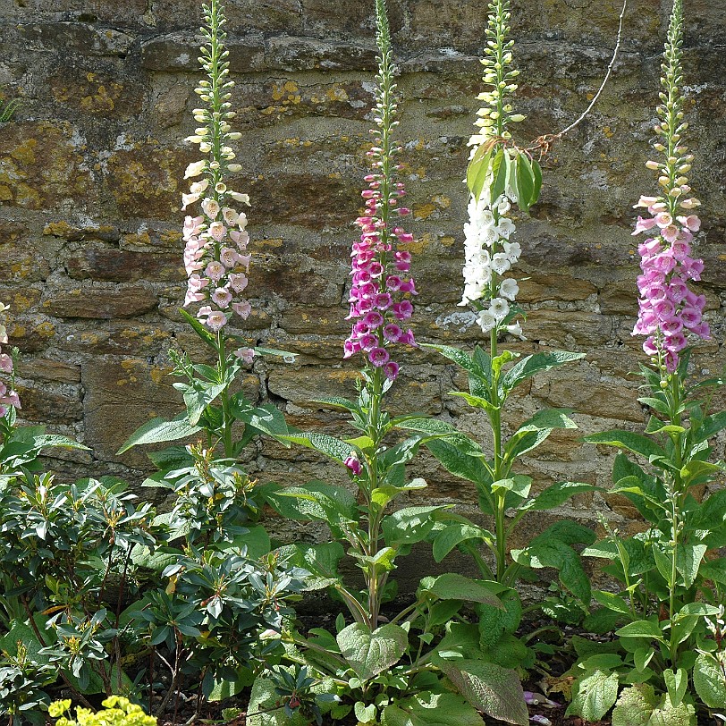 [D-0516] Tintinhull House Garden, Somerset, Großbritannien