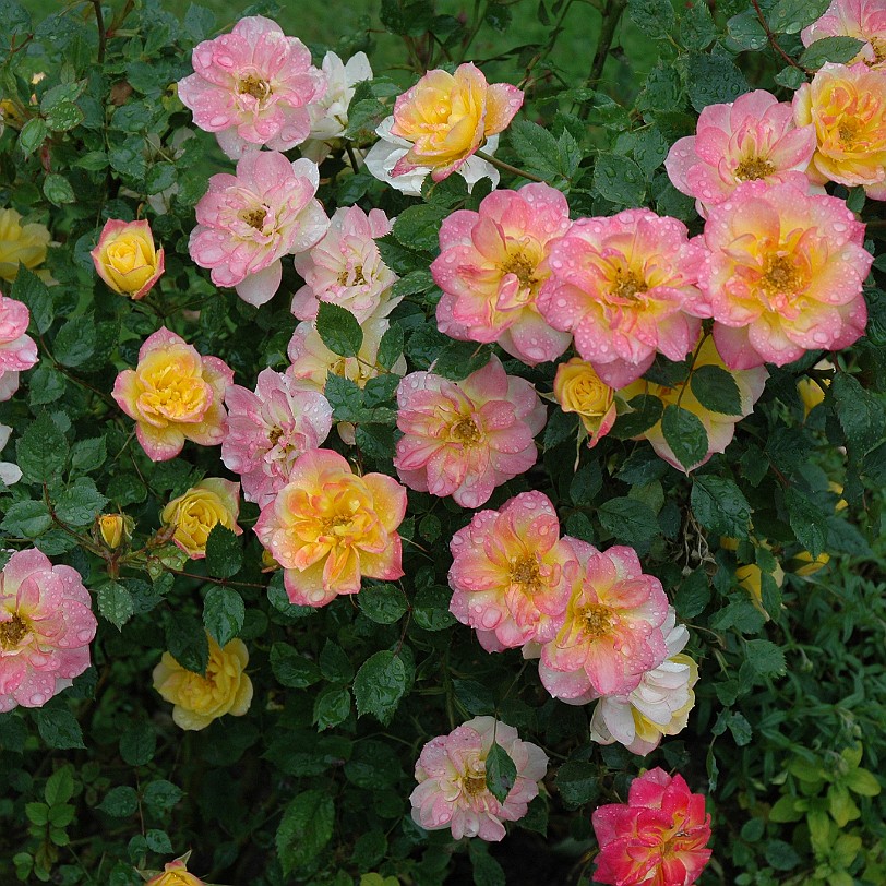 [D-1124] Stratford-upon-Avon, Shakespeare Geburtshaus, Warwickshire, Großbritannien