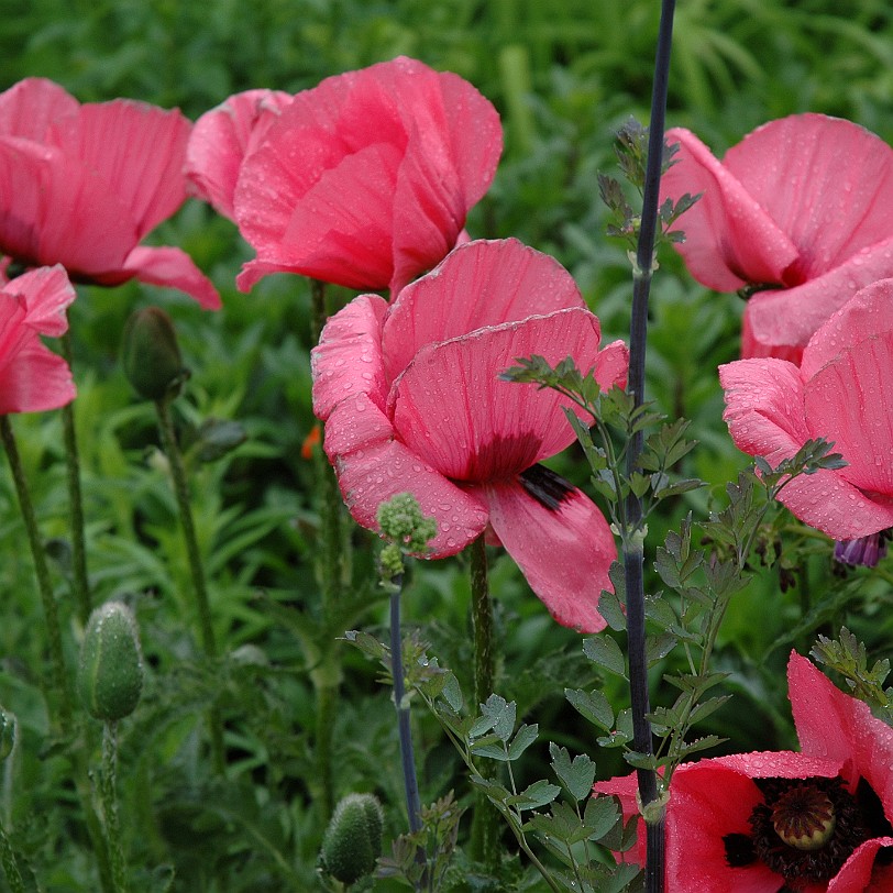 [D-1125] Stratford-upon-Avon, Shakespeare Geburtshaus, Warwickshire, Großbritannien