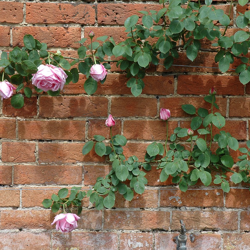 [D-0428] Romsey, Mottisfont Abbey Garde, Hampshire, Großbritannien,12. Jahrhundert