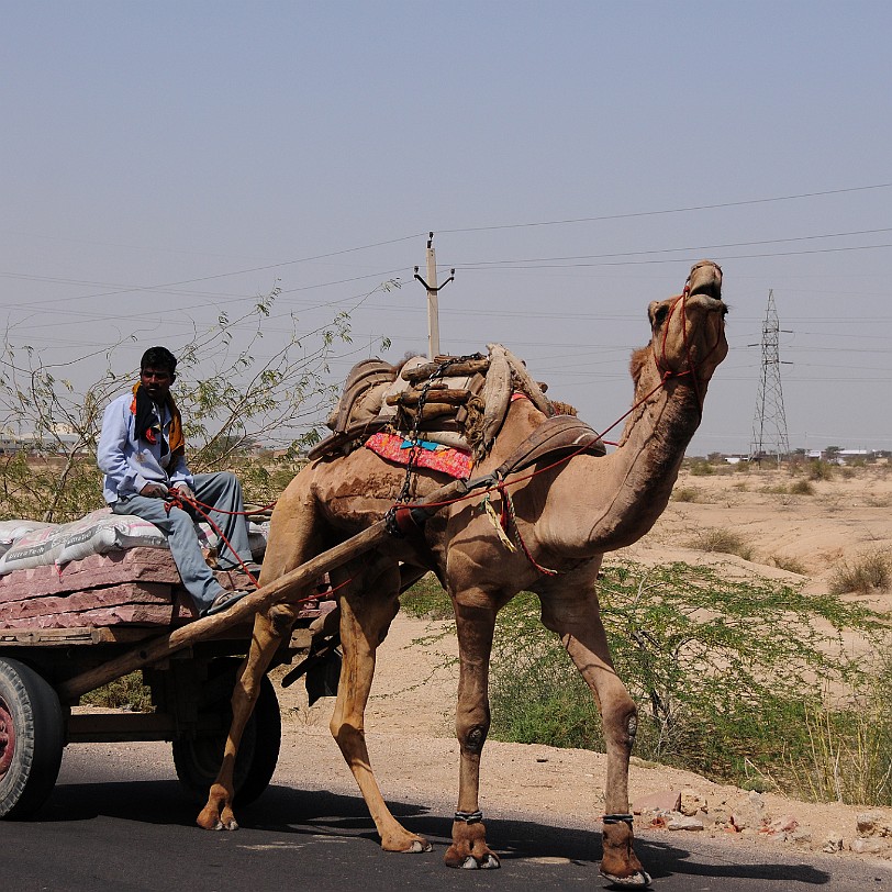 DSC_1796 In der Nähe von Bikaner liegt der Bestattungsplatz der Herrscherfamilie von Bikaner. Die Kenotaphe der verstorbenen Familienmitglieder sind mit sehenswerten...