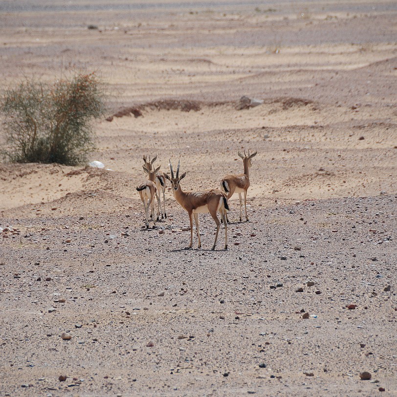 DSC_2103 Von Bikaner nach Jaisalmer. Hirschziegenantilopen.