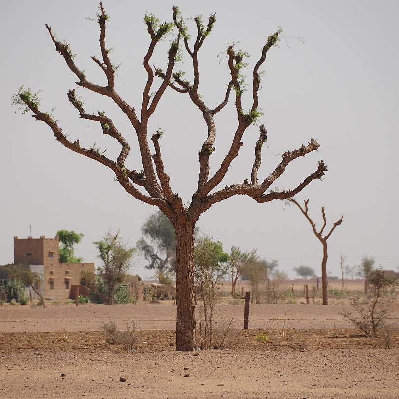 DSC_2110 Von Bikaner nach Jaisalmer