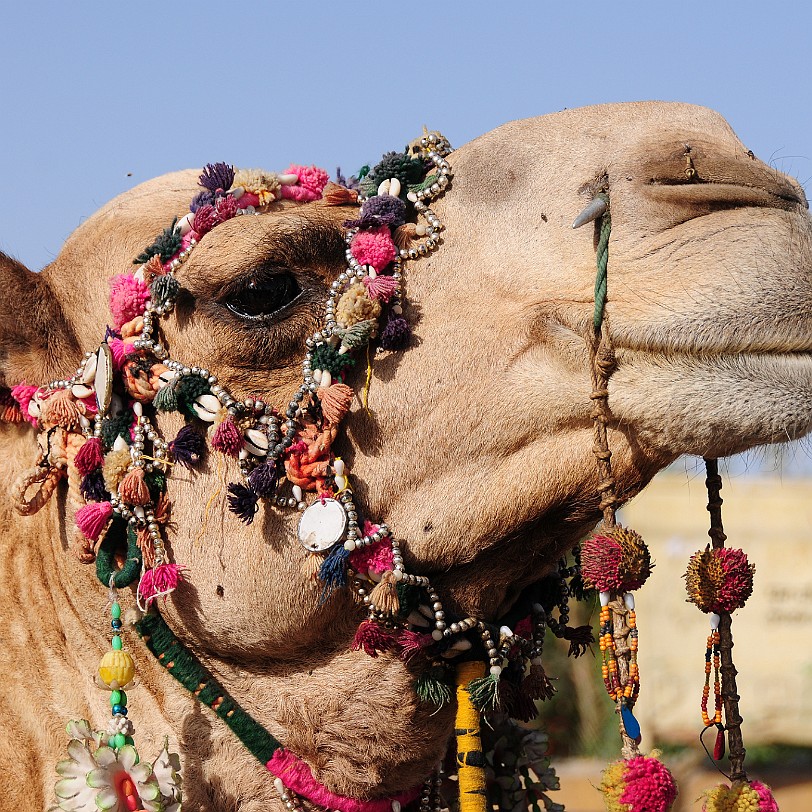 DSC_2275 Am Gadisar See in Jaisalmer