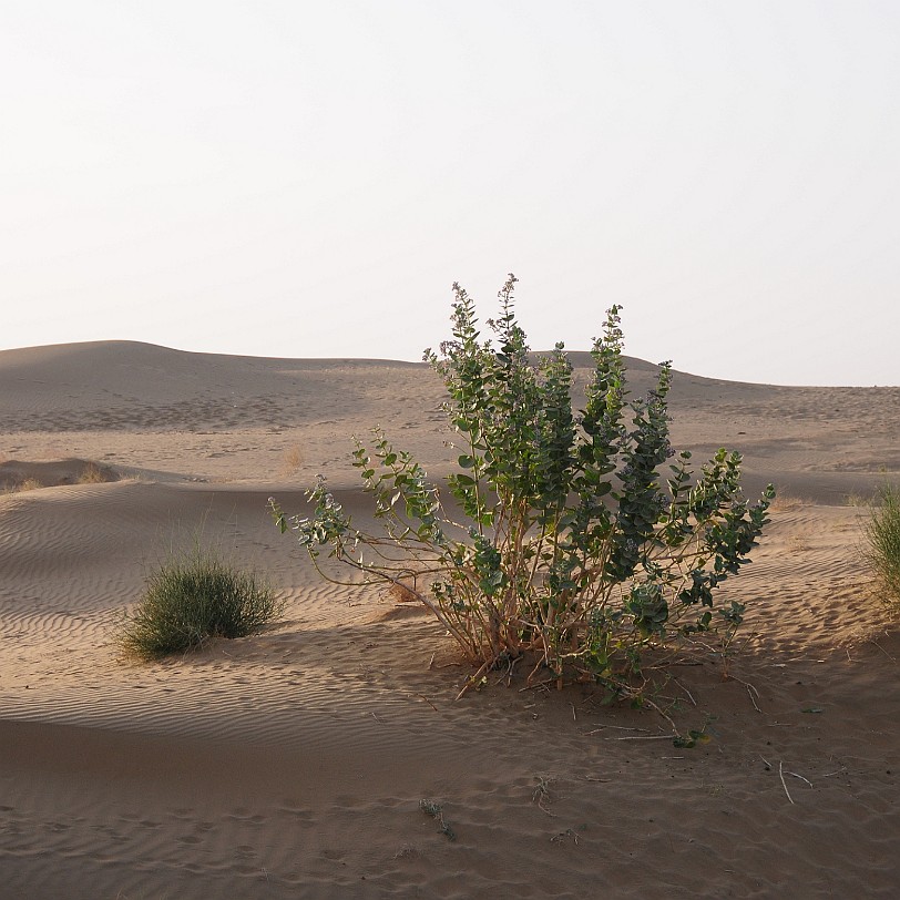 DSC_2411 In der Wüste Thar: Die Thar (auch Tharr oder Große Indische Wüste) ist ein Wüsten- und Halbwüstengebiet in Vorderindien im Gebiet von Rajasthan (Indien) östlich...
