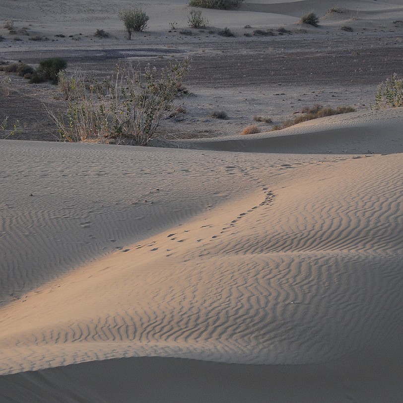 DSC_2440 In der Wüste Thar: Das Klima ist von extremen Temperaturschwankungen, zwischen Gefrierpunkt im Winter und bis zu 50 °C im Sommer, geprägt. Strenger Frost kann...