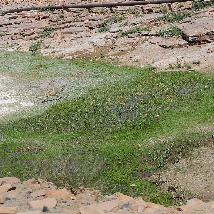 DSC_2686 Jodhpur ist eine indische Stadt im Bundesstaat Rajasthan im Osten der Wüste Thar mit 927.831 Einwohnern und damit heute als ständig wachsende Stadt bereits die...