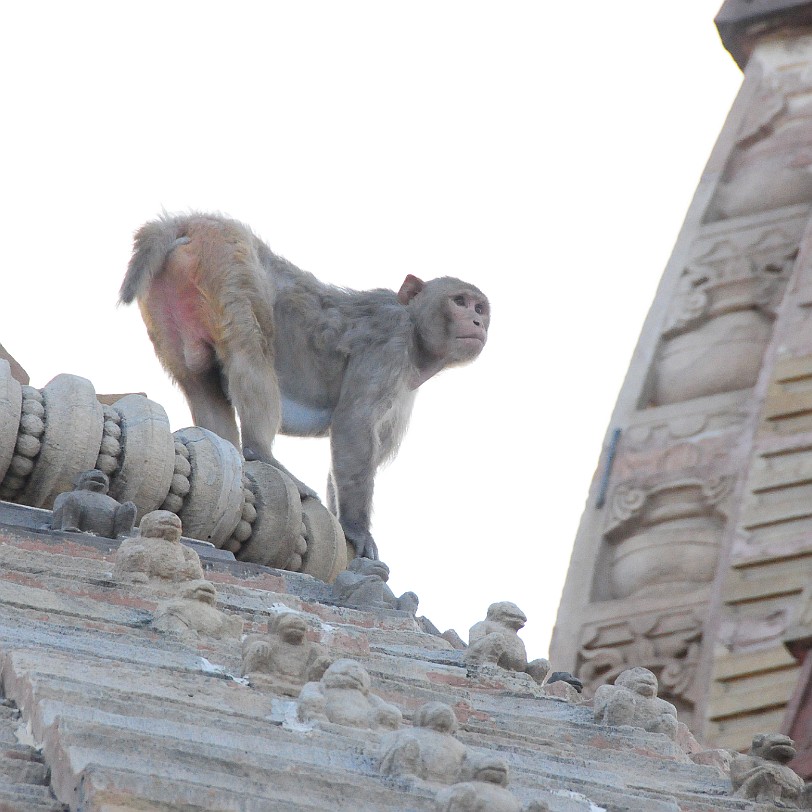 DSC_3235 Jaipur