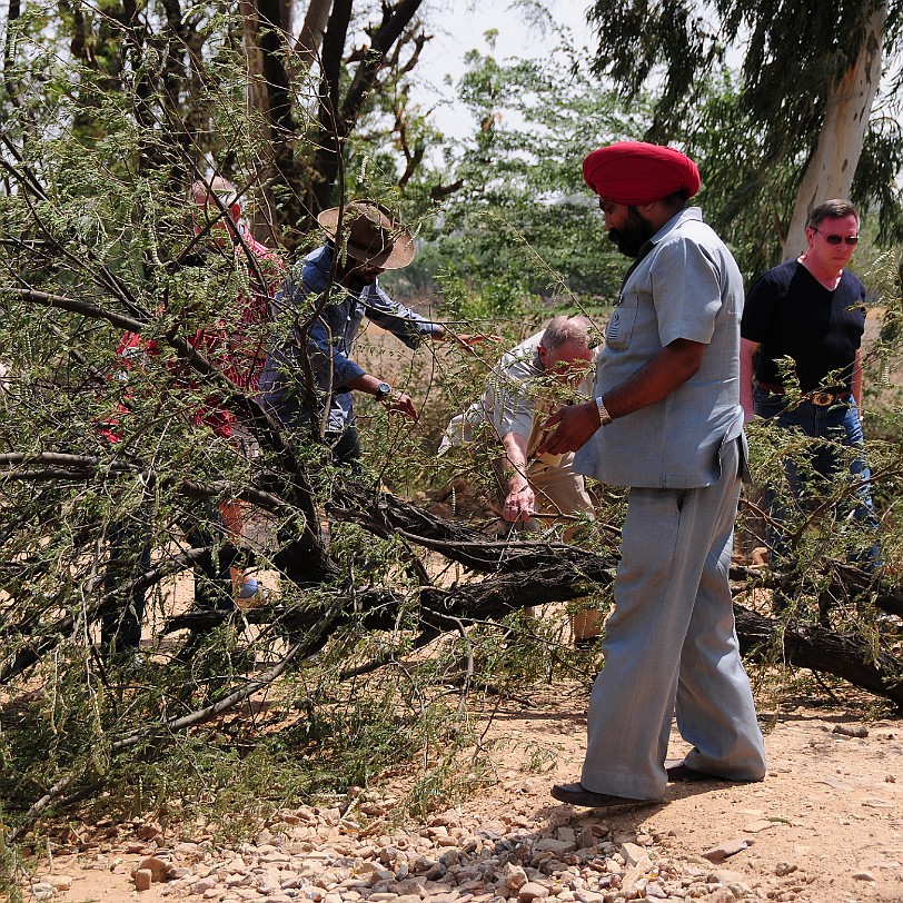 DSC_3491 Von Jaipur nach Ranthambore: Ein kleiner Zwischenstop wegen eines umgestürzten Baumes.