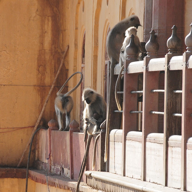 DSC_3265 Amber Fort
