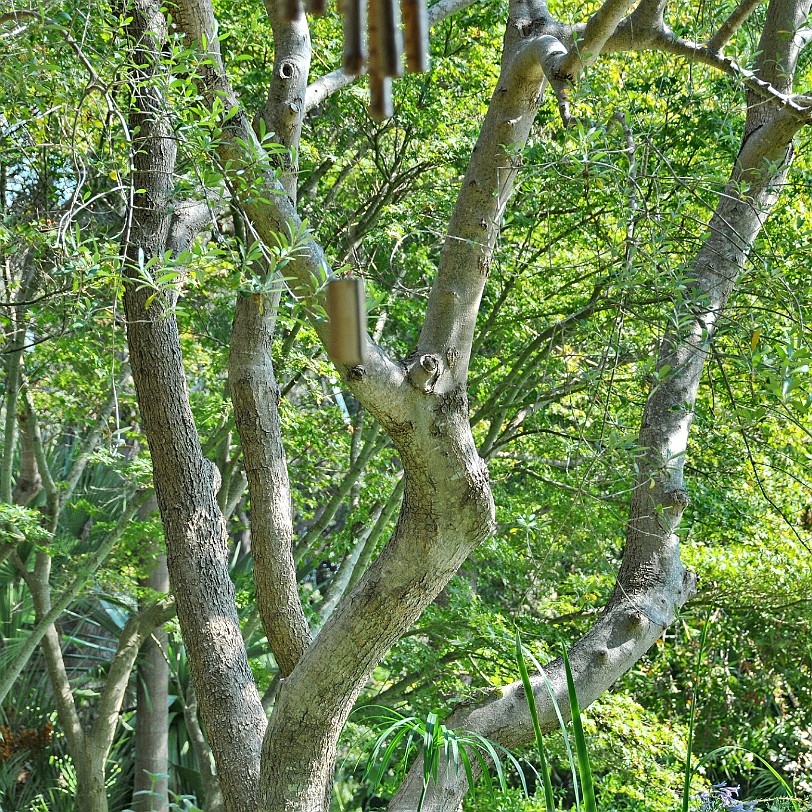 2014-10 Ischia [202] Ischia, Giardini La Mortella