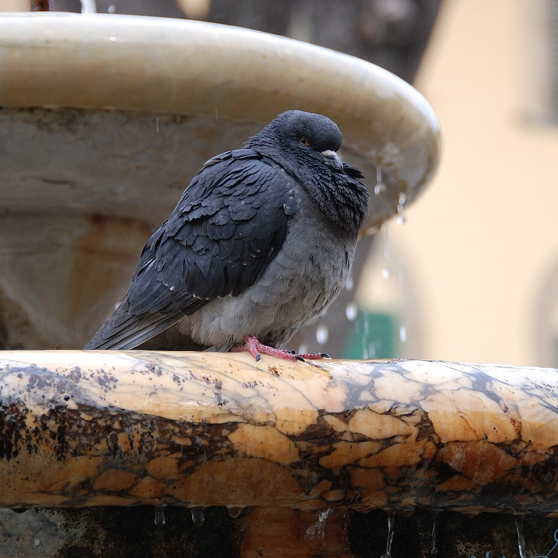 DSC_0571 Florenz; Toskana; Italien; Taube; Brunnen; Vogel