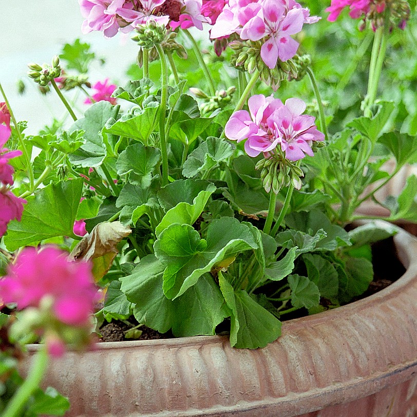 Siena Abazzia Italien, Siena